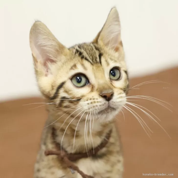 ID：2412-02673の子猫