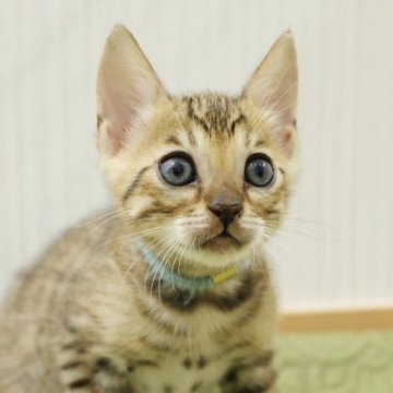 ベンガル【大阪府・男の子・2025年9月7日・ブラウンスポテッドタビー】の写真「くりくり大きなまん丸おめめ！」