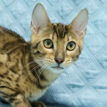 ベンガル【大阪府・男の子・2025年6月4日・ブラウンスポテッドタビー(ロゼット)】の写真「丸いおめめ！毛色が明るいです。」