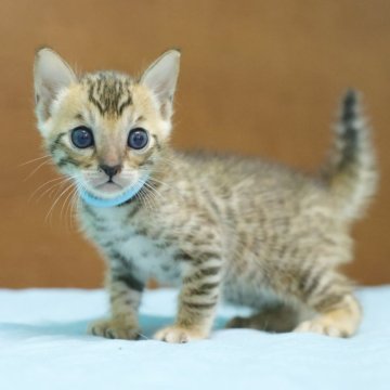 ベンガル【大阪府・男の子・2025年9月7日・ブラウンスポテッドタビー】の写真「明るい毛色の子です。」