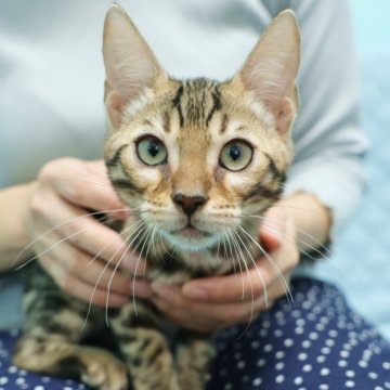 ベンガル【大阪府・男の子・2025年7月23日・ブラウンスポテッドタビー(ロゼット)】の写真「キリッとしたイケメンくん！」