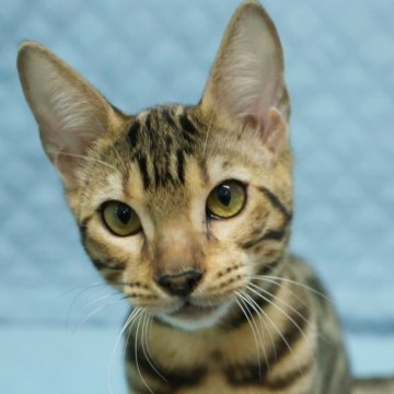 ベンガル【大阪府・女の子・2025年6月4日・ブラウンスポテッドタビー(ロゼット)】の写真「可憐な美少女！」