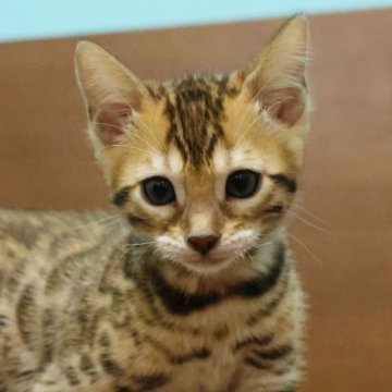 ベンガル【大阪府・女の子・2025年12月27日・ブラウンスポテッドタビー(ロゼット)】の写真「元気で可愛い子です！」