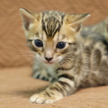 ベンガル【大阪府・男の子・2025年11月2日・ブラウンスポテッドタビー(ロゼット)】の写真「キリッとしたイケメンくん」