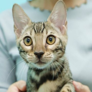 ベンガル【大阪府・男の子・2025年7月23日・ブラウンスポテッドタビー(ロゼット)】の写真「キリッとしたイケメンくん！」