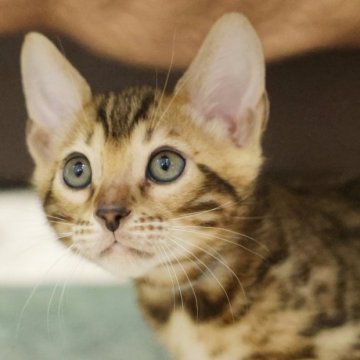 ベンガル【大阪府・男の子・2025年11月2日・ブラウンスポテッドタビー(ロゼット)】の写真「ほんわか癒し系イケメンくん」