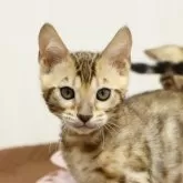 ベンガル【大阪府・男の子・2024年11月17日・ブラウンスポテッドタビー(ロゼット)】の写真1「お顔が整ったとっても可愛い男の子。しっかり者のお兄ちゃんです。」