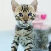 ベンガル