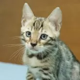 ベンガル