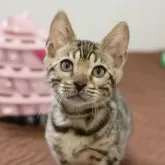 ベンガル