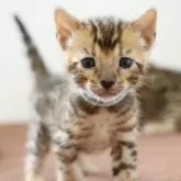 ベンガル