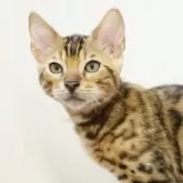 ベンガル