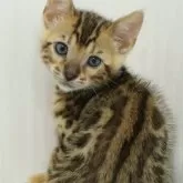 ベンガル