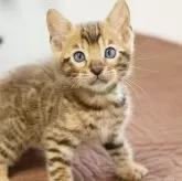 ベンガル