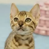 ベンガル