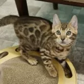 ベンガル【大阪府・男の子・2025年11月2日・ブラウンスポテッドタビー(ロゼット)】の写真2