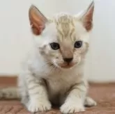 ベンガル【大阪府・男の子・2025年7月27日・シールミンクスポテッドタビー(ロゼット)】の写真3