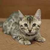 ベンガル【大阪府・男の子・2025年11月14日・ブラウンスポテッドタビー(ロゼット)】の写真3