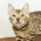 ベンガル【大阪府・男の子・2025年5月27日・ブラウンスポテッドタビー(ロゼット)】の写真10