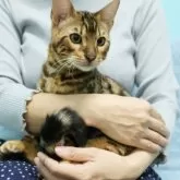 ベンガル【大阪府・男の子・2025年5月27日・ブラウンスポテッドタビー(ロゼット)】の写真3