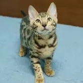 ベンガル【大阪府・女の子・2025年6月4日・ブラウンスポテッドタビー(ロゼット)】の写真4