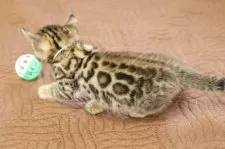 ベンガル【大阪府・男の子・2025年7月27日・ブラウンスポテッドタビー(ロゼット)】の写真6