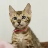 ベンガル【大阪府・男の子・2024年11月17日・ブラウンスポテッドタビー(ロゼット)】の写真6「綺麗なお顔をしています。」