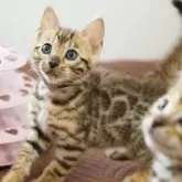 ベンガル【大阪府・女の子・2025年5月8日・ブラウンスポテッドタビー(ロゼット)】の写真4