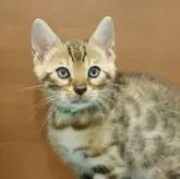 ベンガル【大阪府・男の子・2025年7月23日・ブラウンスポテッドタビー(ロゼット)】の写真13