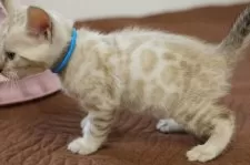 ベンガル【大阪府・男の子・2025年7月27日・シールミンクスポテッドタビー(ロゼット)】の写真5