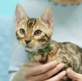 ベンガル【大阪府・男の子・2025年7月23日・ブラウンスポテッドタビー(ロゼット)】の写真6