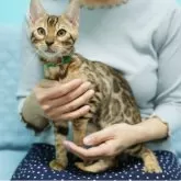 ベンガル【大阪府・男の子・2025年7月23日・ブラウンスポテッドタビー(ロゼット)】の写真7