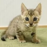 ベンガル【大阪府・男の子・2025年9月7日・ブラウンスポテッドタビー】の写真7