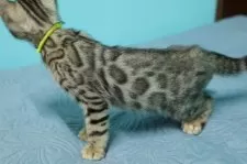 ベンガル【大阪府・男の子・2025年7月23日・ブラウンスポテッドタビー(ロゼット)】の写真7