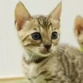 ベンガル【大阪府・男の子・2025年9月7日・ブラウンスポテッドタビー】の写真8