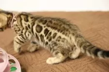 ベンガル【大阪府・男の子・2024年12月15日・ブラウンスポテッドタビー(ロゼット)】の写真10