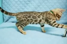 ベンガル【大阪府・男の子・2025年7月23日・ブラウンスポテッドタビー(ロゼット)】の写真9