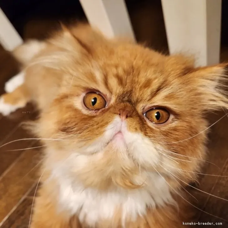 ID:2303-02015の子猫