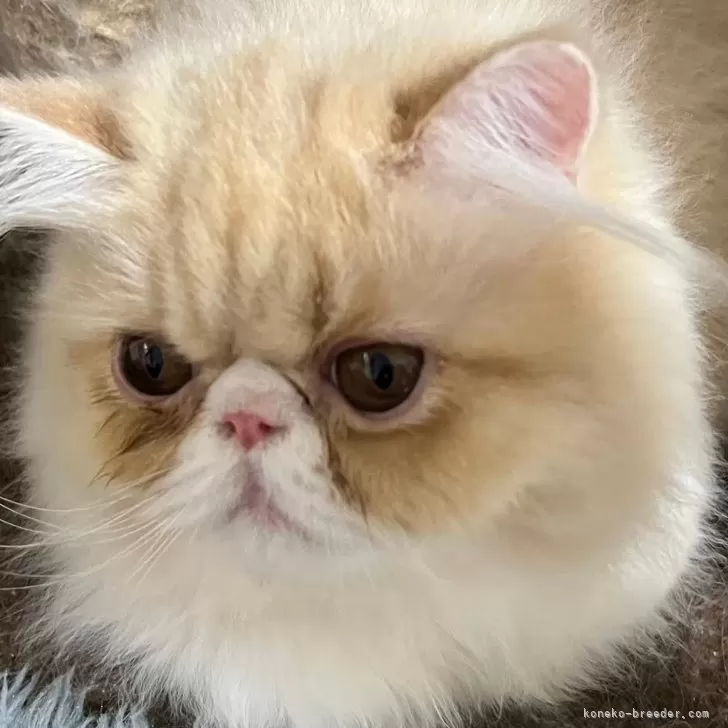 ID:2312-02823の子猫