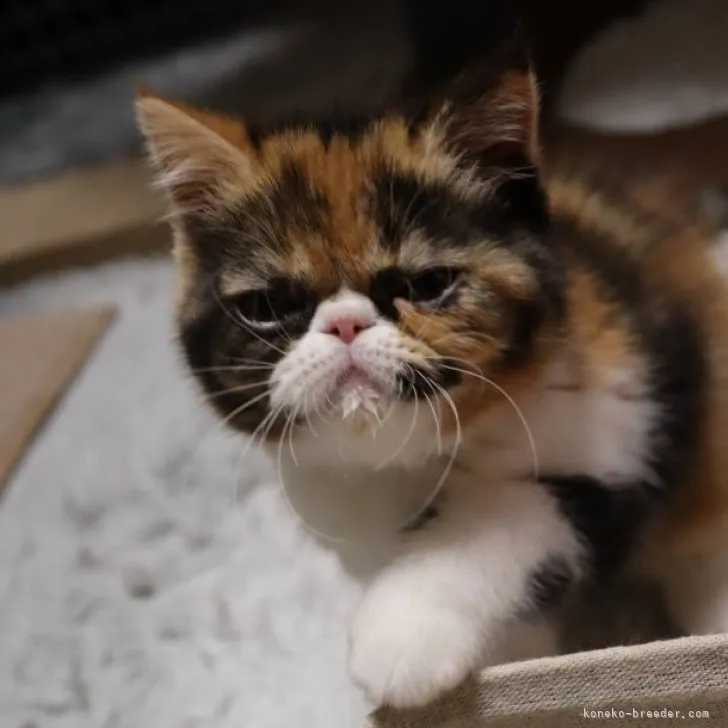 ID:2303-02129の子猫