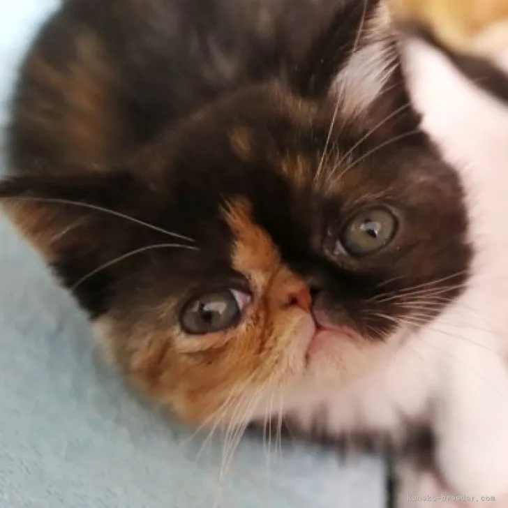 ID:2303-02017の子猫