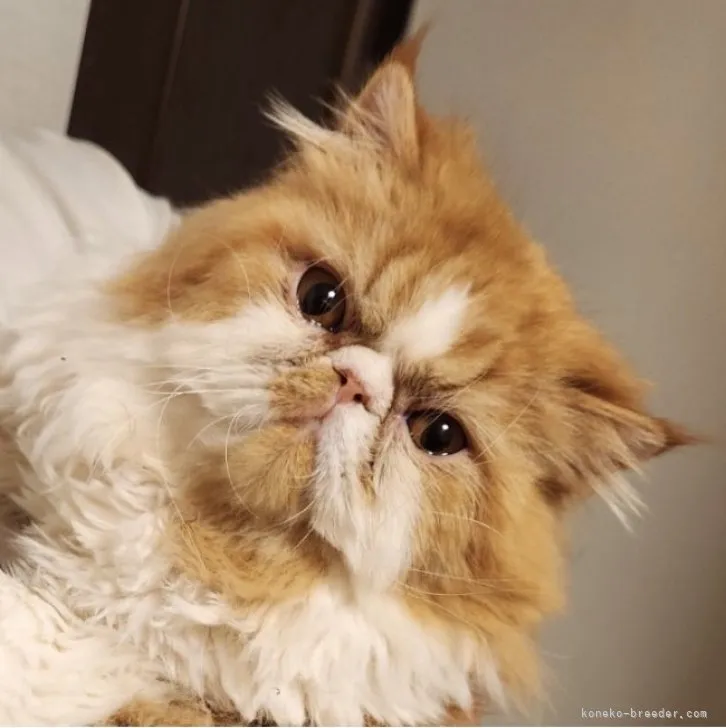 ID:2303-02131の子猫