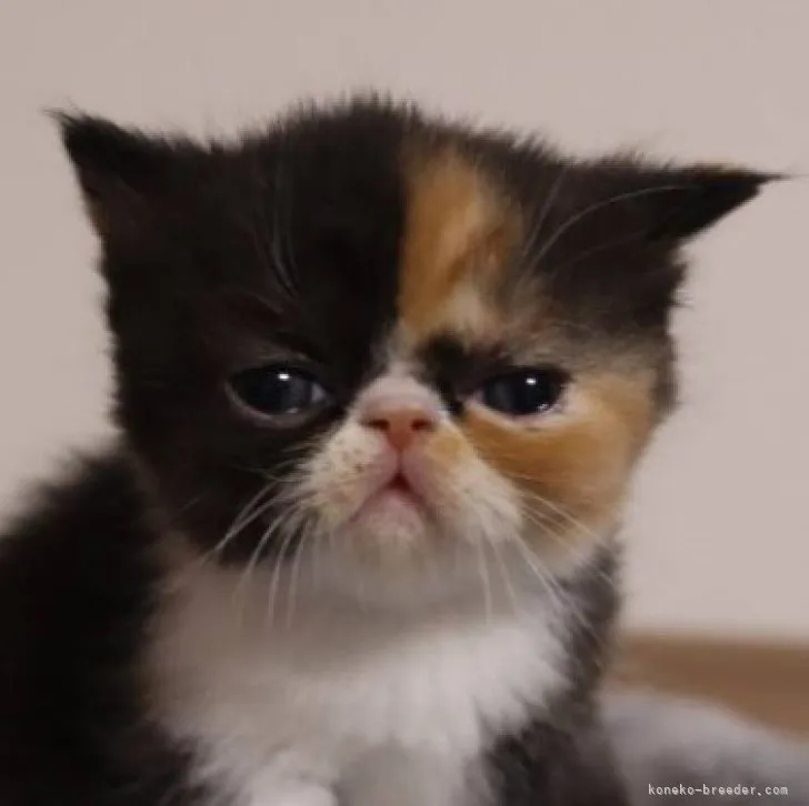 ID：2303-02019の子猫