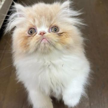エキゾチックロングヘア【三重県・男の子・2022年9月21日・クリーム色】の写真「おっとりマイペース、モフモフなのにもふもふ好き」