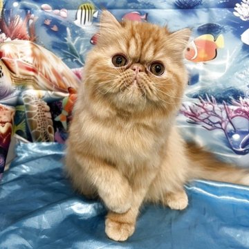 エキゾチックロングヘア【三重県・女の子・2025年1月10日・レッドクラッシックタビー】の写真「ふわふわ、もふもふ 抱き心地MAX 😻」