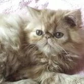 エキゾチックロングヘア