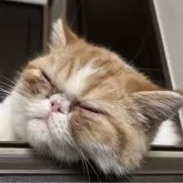 エキゾチックショートヘア