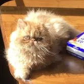 エキゾチックロングヘア【三重県・女の子・2025年1月10日・レッドクラッシックタビー】の写真3「朝の光の中にゃ」