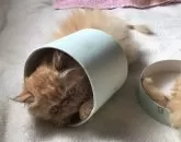 エキゾチックロングヘア【三重県・女の子・2025年1月10日・レッドクラッシックタビー】の写真8「今日のニャンコ」