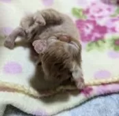 エキゾチックロングヘア【三重県・女の子・2025年1月10日・レッドクラッシックタビー】の写真14「産まれたポーズ  ふにゃ」